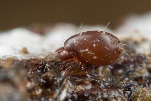 Steganacarus anomalus